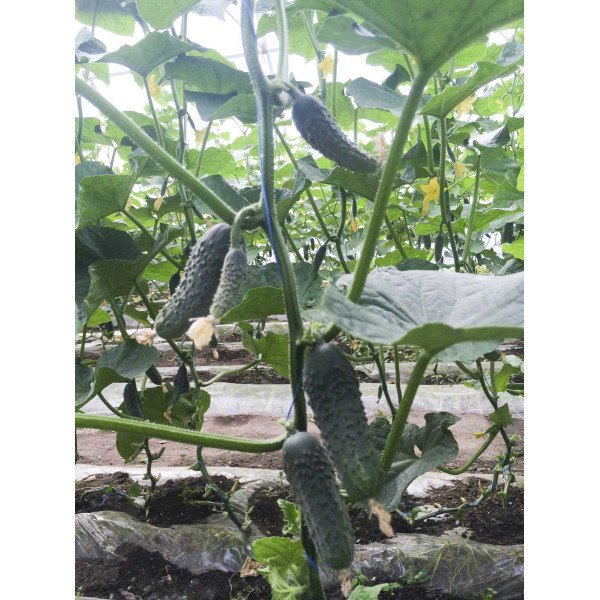 Семена огурца Аристократ F1 /1.000 семян/ *Nong Woo Bio*