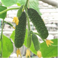 Огурец Артист F1 /1.000 семян/ *Bejo Zaden*