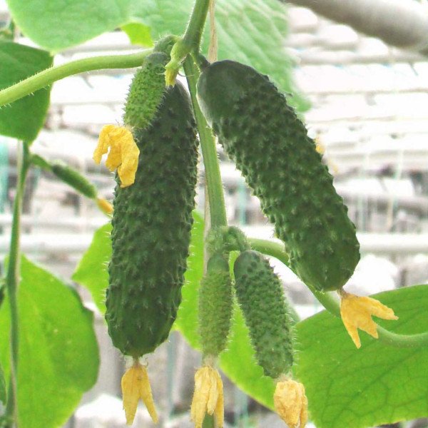 Семена огурца Артист F1 /1.000 семян/ *Bejo Zaden*