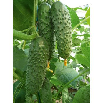 Огурец Артист F1 /1.000 семян/ *Bejo Zaden*