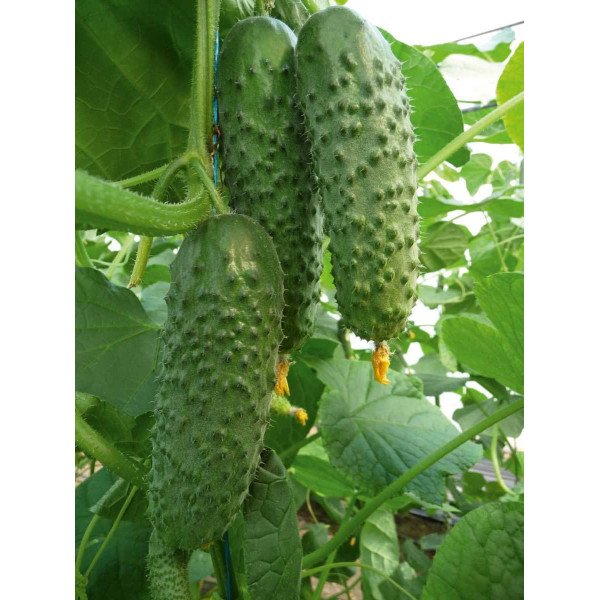 Семена огурца Артист F1 /1.000 семян/ *Bejo Zaden*