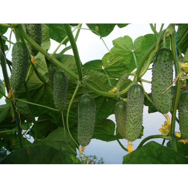 Семена огурца Артист F1 /1.000 семян/ *Bejo Zaden*