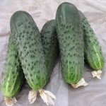 Огурец Афина F1 /1.000 семян/ *Nunhems Zaden*