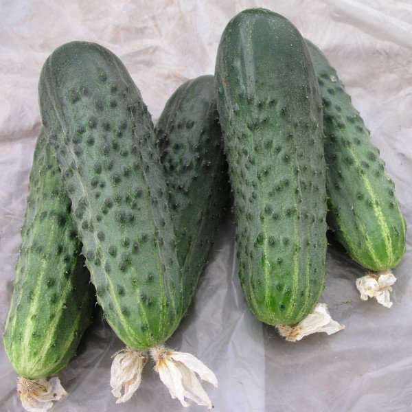 Семена огурца Афина F1 /1.000 семян/ *Nunhems Zaden*