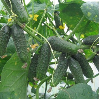 Огурец Афина F1 /1.000 семян/ *Nunhems Zaden*