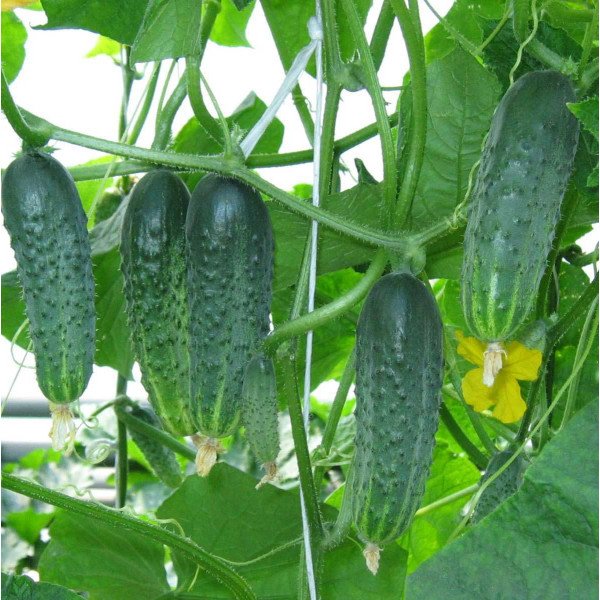 Семена огурца Афина F1 /1.000 семян/ *Nunhems Zaden*