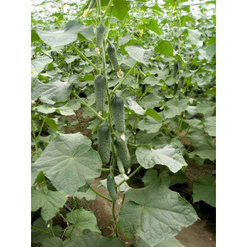 Огурец Гравина F1 /1.000 семян/ *Rijk Zwaan*