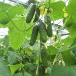 Огірок Гравіна F1 /250 насінин/ *Rijk Zwaan*