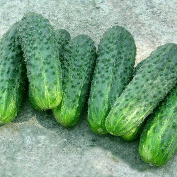 Огурец Делпина F1 /1.000 семян/ *Nunhems Zaden*
