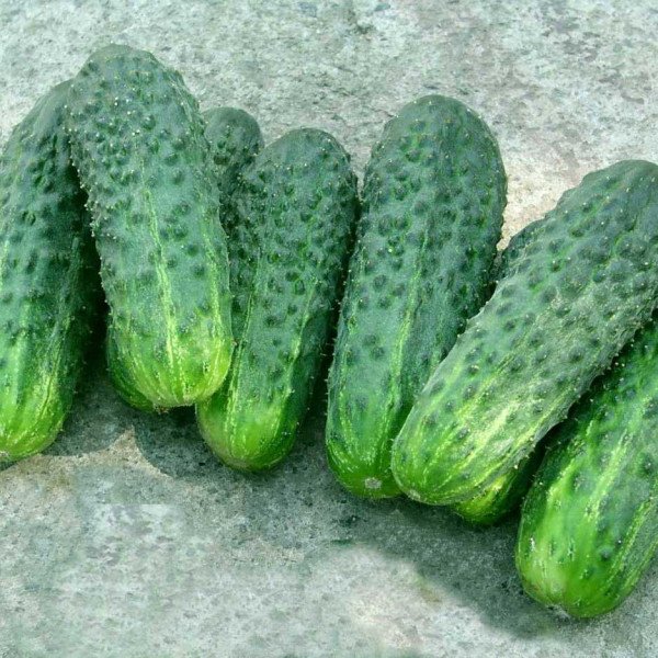 Семена огурца Делпина F1 /1.000 семян/ *Nunhems Zaden*