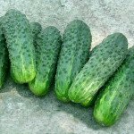 Огурец Делпина F1 /500 семян/ *Nunhems Zaden*