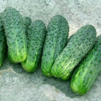 Огурец Делпина F1 /500 семян/ *Nunhems Zaden*