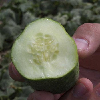 Огурец Караоке F1 /250 семян/ *Rijk Zwaan*