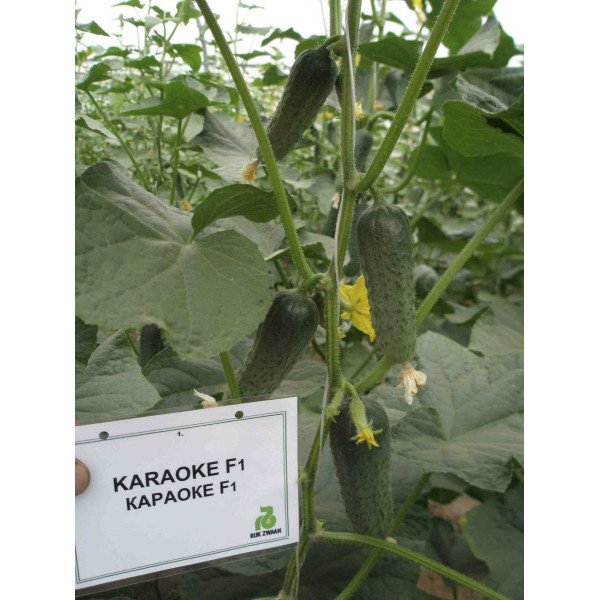 Семена огурца Караоке F1 /250 семян/ *Rijk Zwaan*
