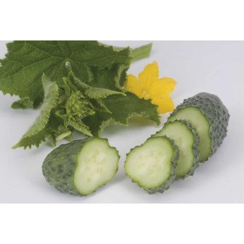 Огурец Кибрия F1 /1.000 семян/ *Rijk Zwaan*