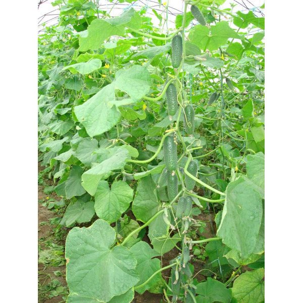 Семена огурца Кибрия F1 /250 семян/ *Rijk Zwaan*