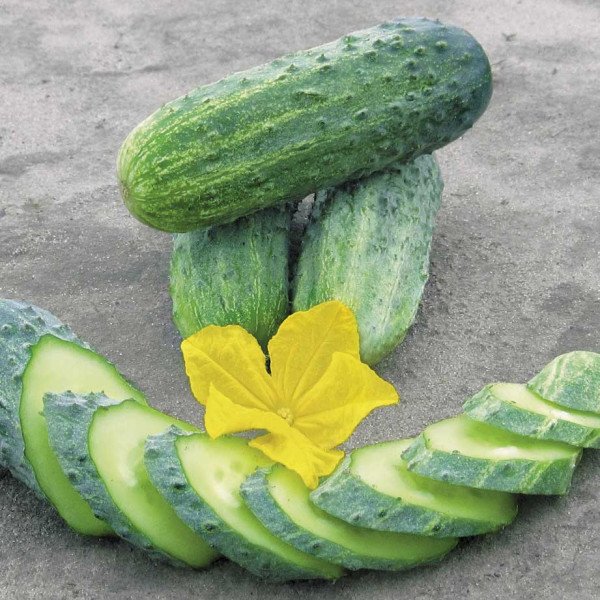 Семена огурца Криспина F1 /1.000 семян/ *Nunhems Zaden*