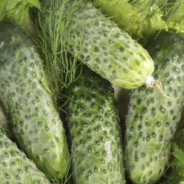 Семена огурца Маринда F1 /1.000 семян/ *Seminis*