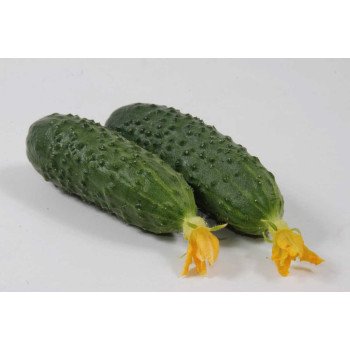 Огірок Марінда F1 /1.000 насінин/ *Seminis*