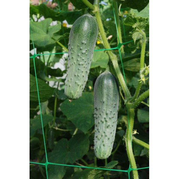 Насіння огірка Маша F1 /1.000 насінин/ *Seminis*
