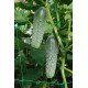Насіння огірка Маша F1 /1.000 насінин/ *Seminis*