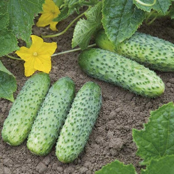 Семена огурца Престо F1 /1.000 семян/ *Rijk Zwaan*