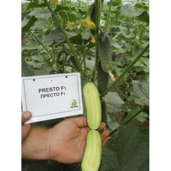 Семена огурца Престо F1 /1.000 семян/ *Rijk Zwaan*