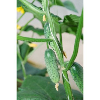 Огурец Престо F1 /250 семян/ *Rijk Zwaan*