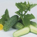 Огурец Пучини F1 /10 г/ *Rijk Zwaan*