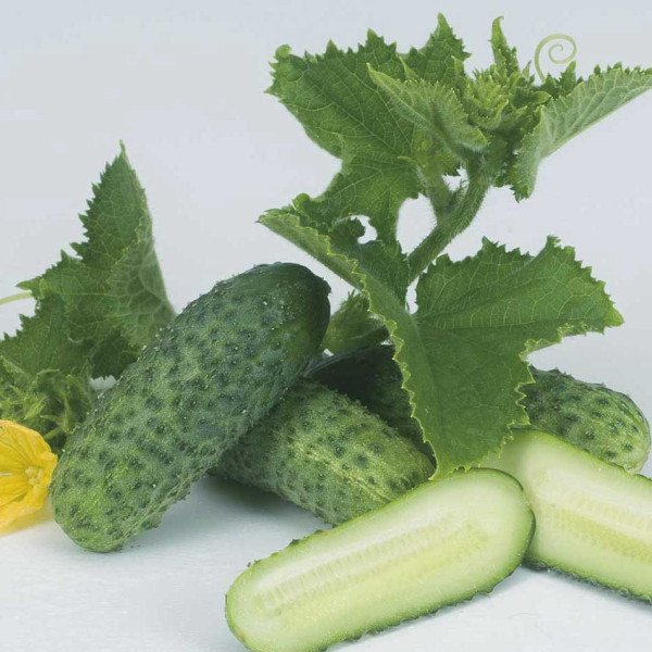 Семена огурца Пучини F1 /10 г/ *Rijk Zwaan*