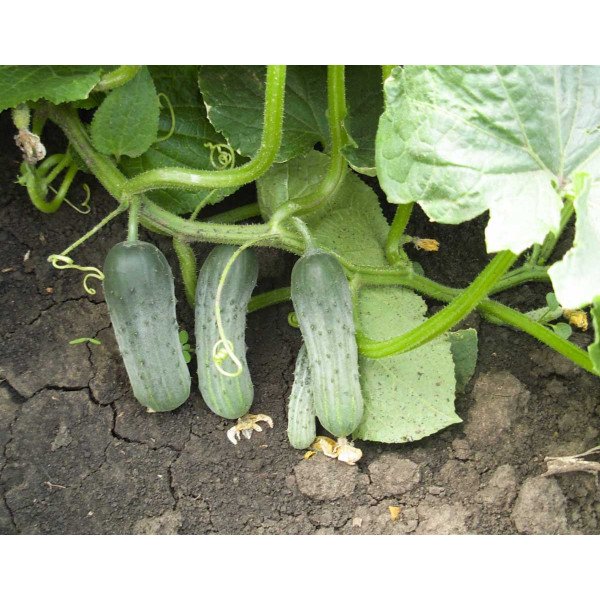 Семена огурца Пучини F1 /10 г/ *Rijk Zwaan*