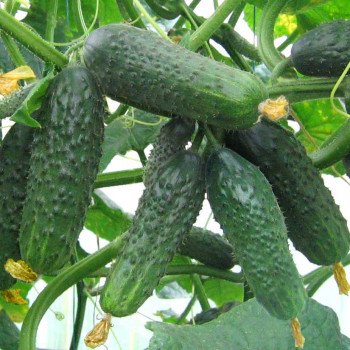 Огірок Сатіна F1 /1.000 насінин/ *Nunhems Zaden*