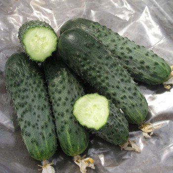 Огірок Сатіна F1 /1.000 насінин/ *Nunhems Zaden*