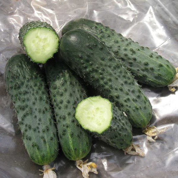 Семена огурца Сатина F1 /1.000 семян/ *Nunhems Zaden*