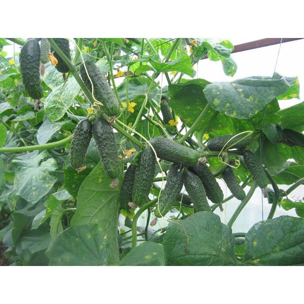 Семена огурца Сатина F1 /1.000 семян/ *Nunhems Zaden*