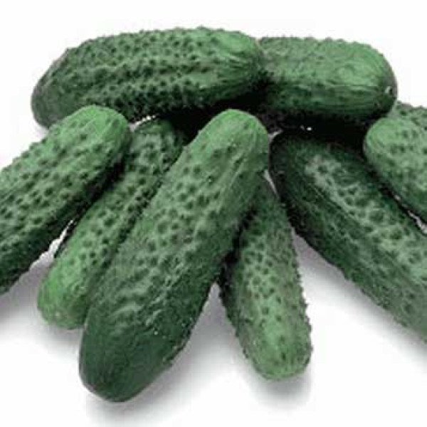 Семена огурца Акорд F1 /250 семян/ *Bejo Zaden*