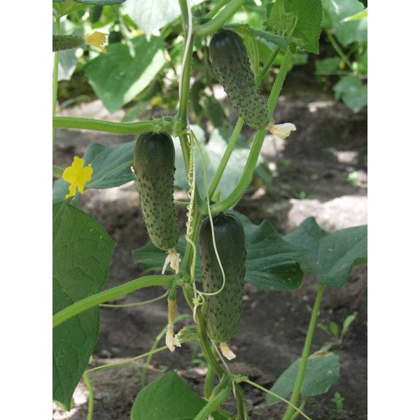 Семена огурца Альянс F1 /250 семян/ *Bejo Zaden*