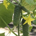 Огірок Альянс F1 /1.000 насінин/ *Bejo Zaden*