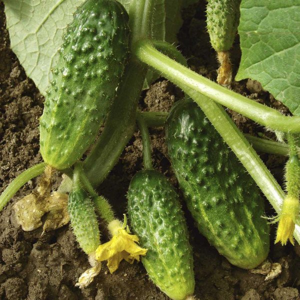 Семена огурца Астерикс F1 /1.000 семян/ *Bejo Zaden*