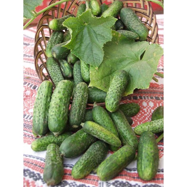 Семена огурца Атлантис F1 /250 семян/ *Bejo Zaden*