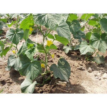 Огурец Атлантис F1 /1.000 семян/ *Bejo Zaden*