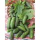 Семена огурца Атлантис F1 /1.000 семян/ *Bejo Zaden*