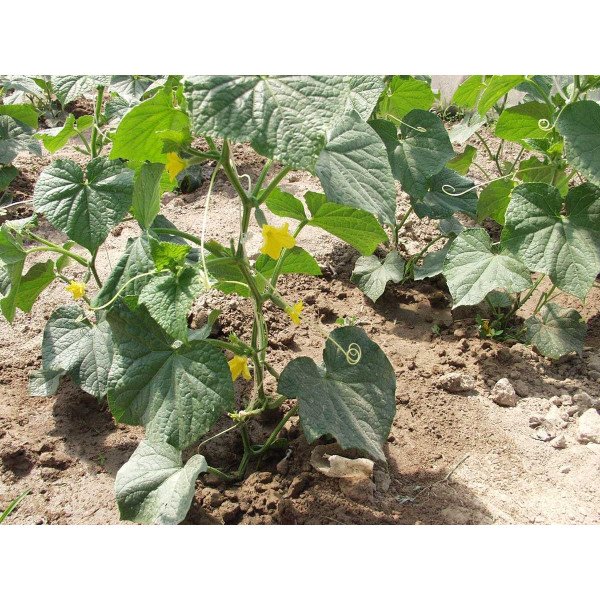 Насіння огірка Атлантіс F1 /500 грам/ *Bejo Zaden*