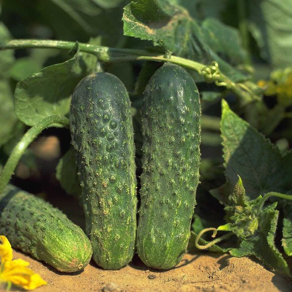 Семена огурца Аякс F1 /1.000 семян/ *Nunhems Zaden*