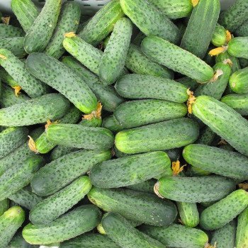 Огурец Аякс F1 /10.000 семян/ *Nunhems Zaden*