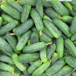 Огірок Гектор F1 /1.000 насінин/ *Nunhems Zaden*