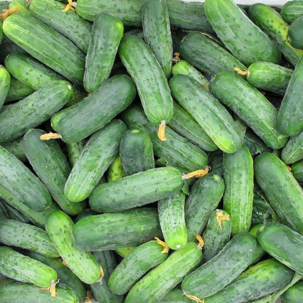 Семена огурца Гектор F1 /1.000 семян/ *Nunhems Zaden*