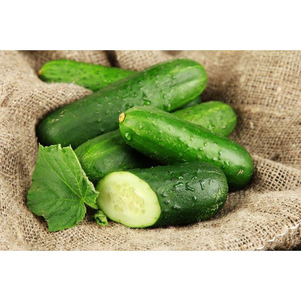 Семена огурца Гектор F1 /1.000 семян/ *Nunhems Zaden*