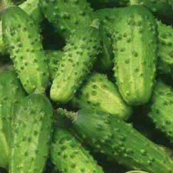 Огурец Опера F1 /250 грамм/ *Rijk Zwaan*