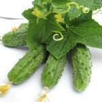 Огурец Регал F1 /0,5 кг семян/ *Tezier*